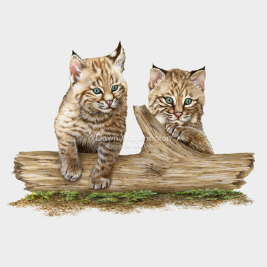 Eastern Bobcat Kittens