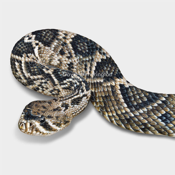 Eastern Diamondback Rattlesnake – drawnbydawn