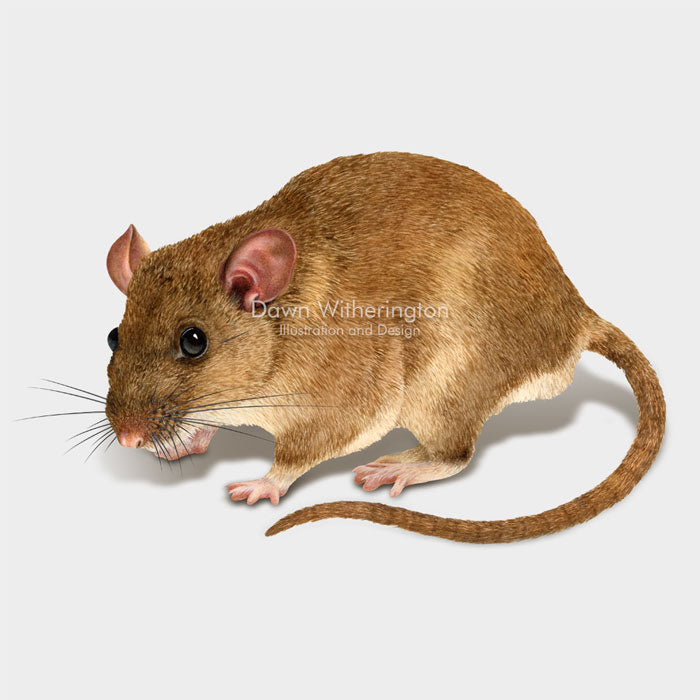 Eastern Woodrat – drawnbydawn