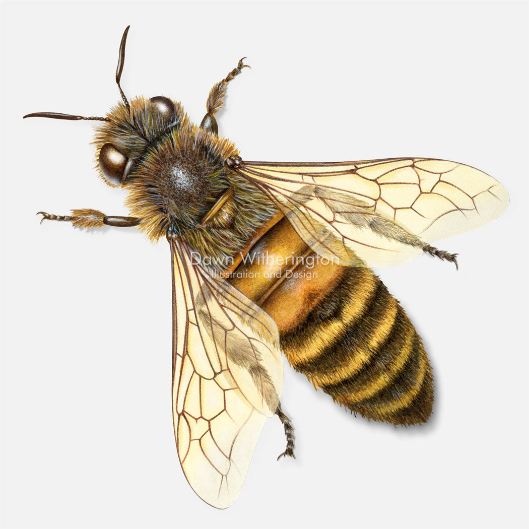 European Honeybee