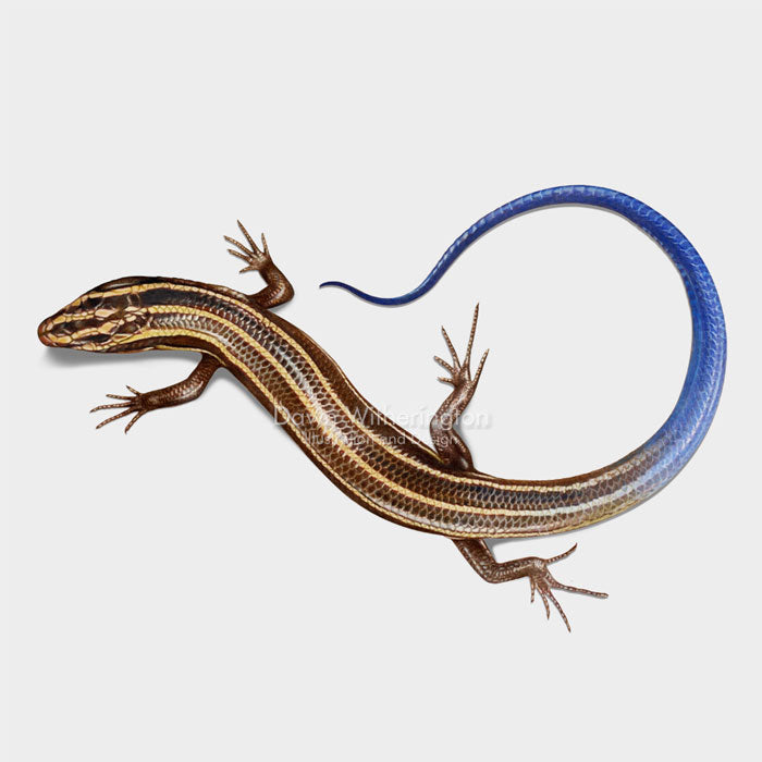 Five-lined Skink