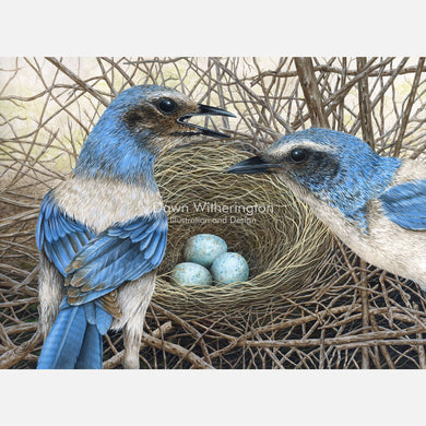 Florida Scrub-Jay Pair with Nest and Eggs