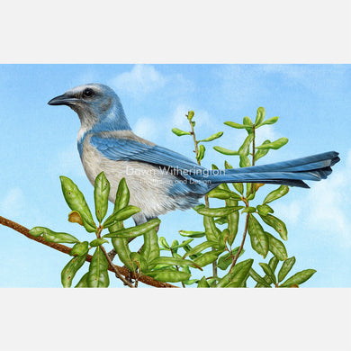 Florida Scrub-Jay Sentinel