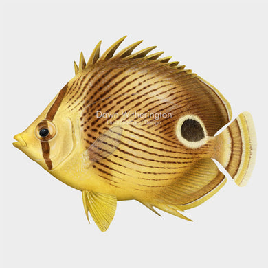 Foureye Butterflyfish