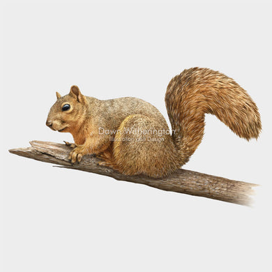 Eastern Fox Squirrel