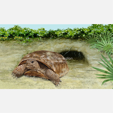 Gopher Tortoise at Burrow