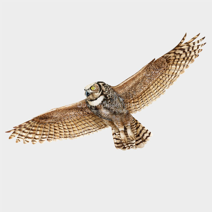 Great-horned Owl in flight
