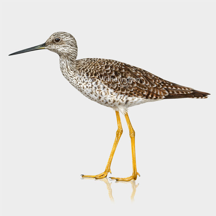 Greater Yellowlegs