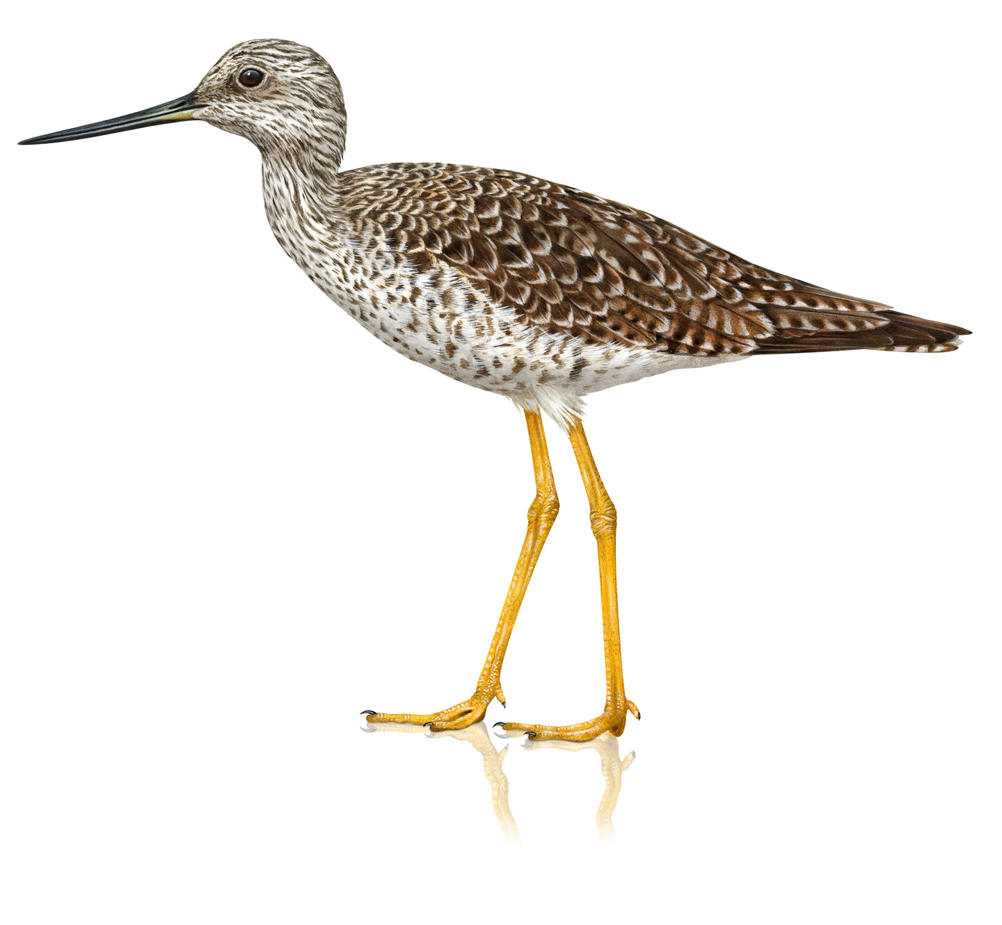 Greater Yellowlegs
