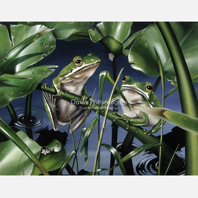 Green Tree Frogs on Spatterdock
