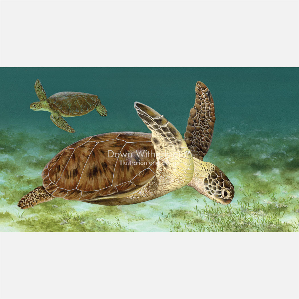 Green Turtle Over Seagrass