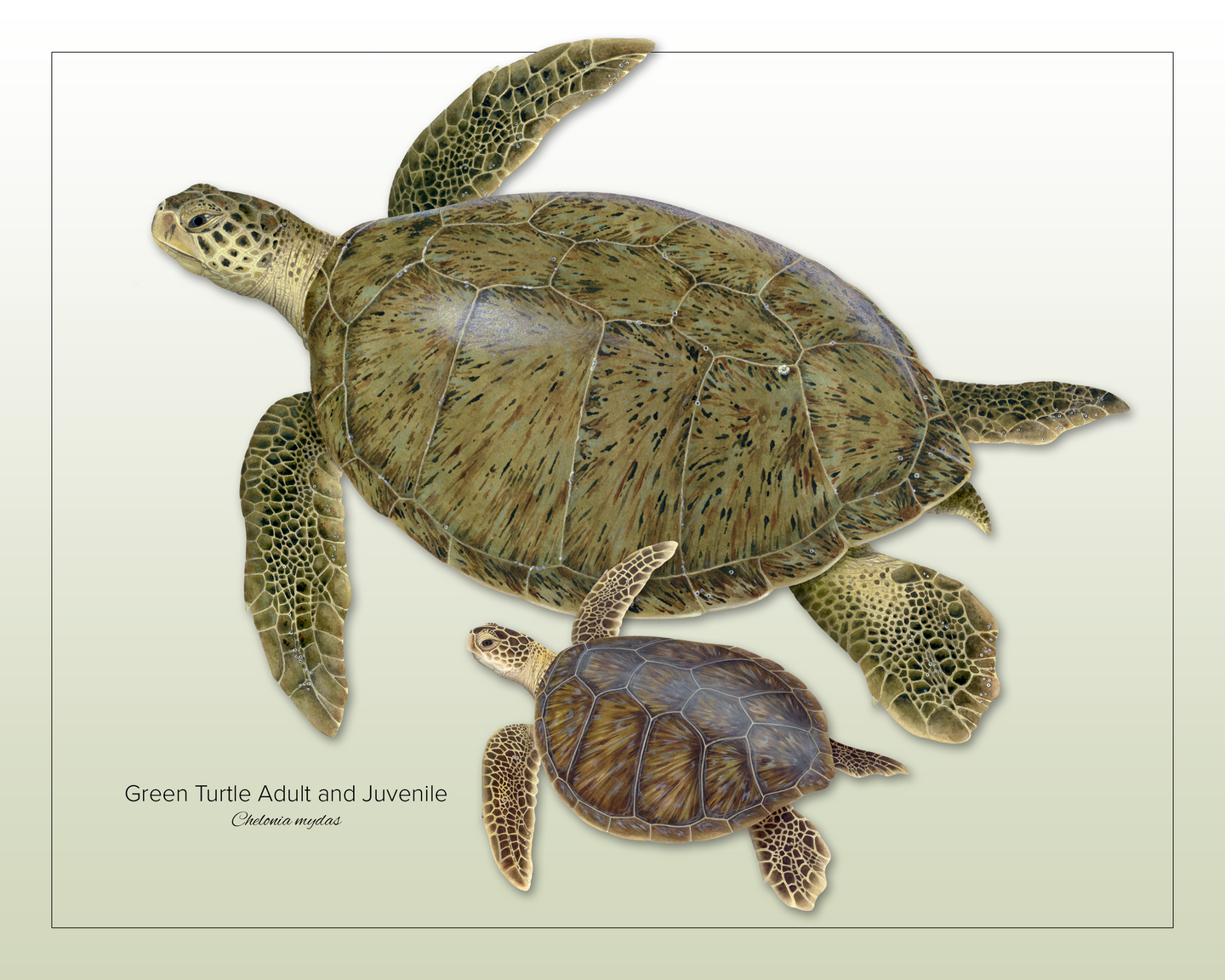 Green Turtle Adult and Juvenile Print