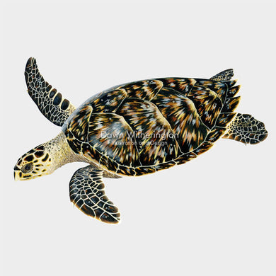 Hawksbill Sea Turtle Juvenile