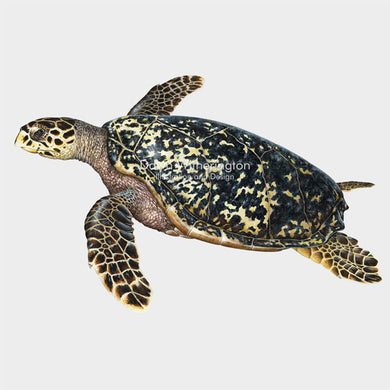 Hawksbill Sea Turtle Adult