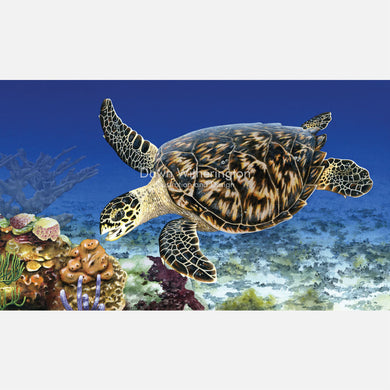 Hawksbill Sea Turtle and Nearshore Reef