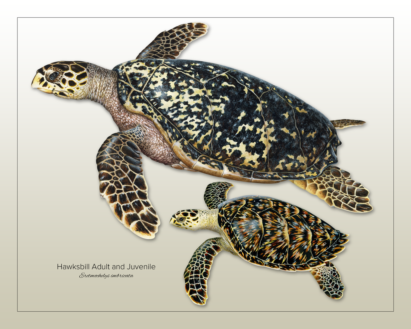 Hawksbill Sea Turtle Adult and Juvenile Print