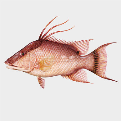 Hogfish
