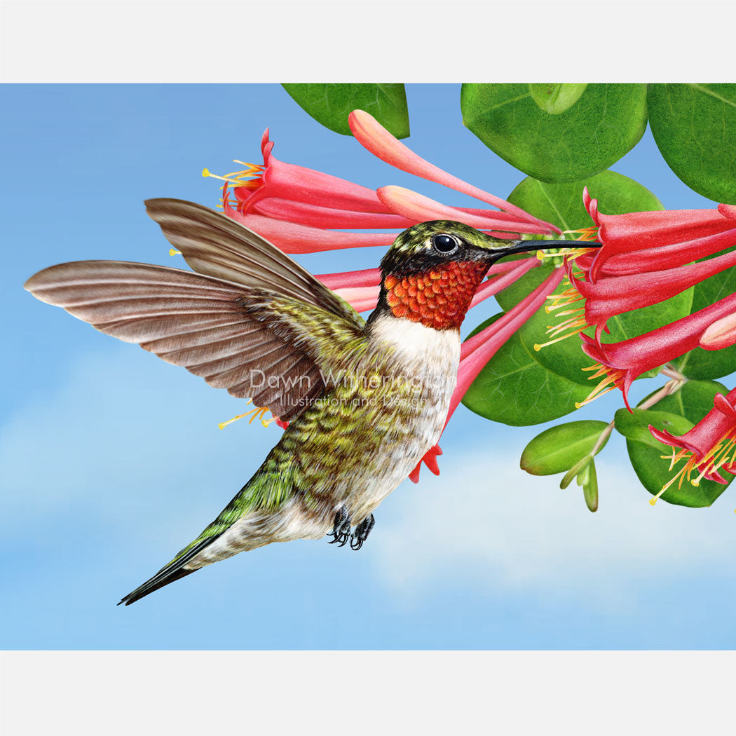 Ruby-throated Hummingbird and Coral Honeysuckle