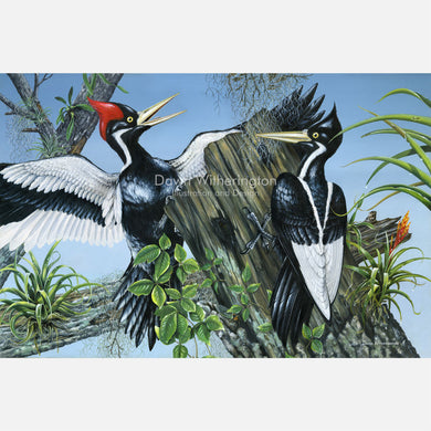 Ivory-billed Woodpeckers