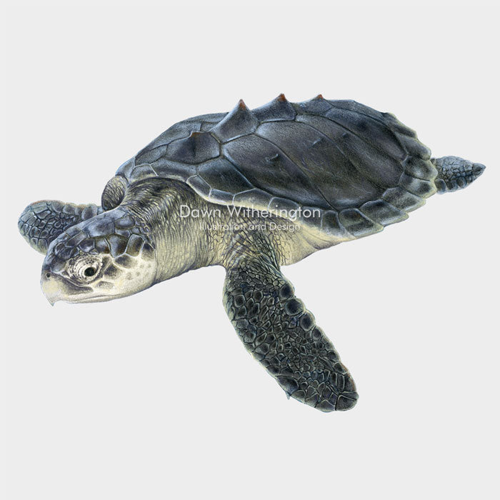 Kemp's Ridley Sea Turtle Juvenile