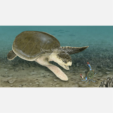 Kemp's Ridley Sea Turtle Approaching a Blue Crab