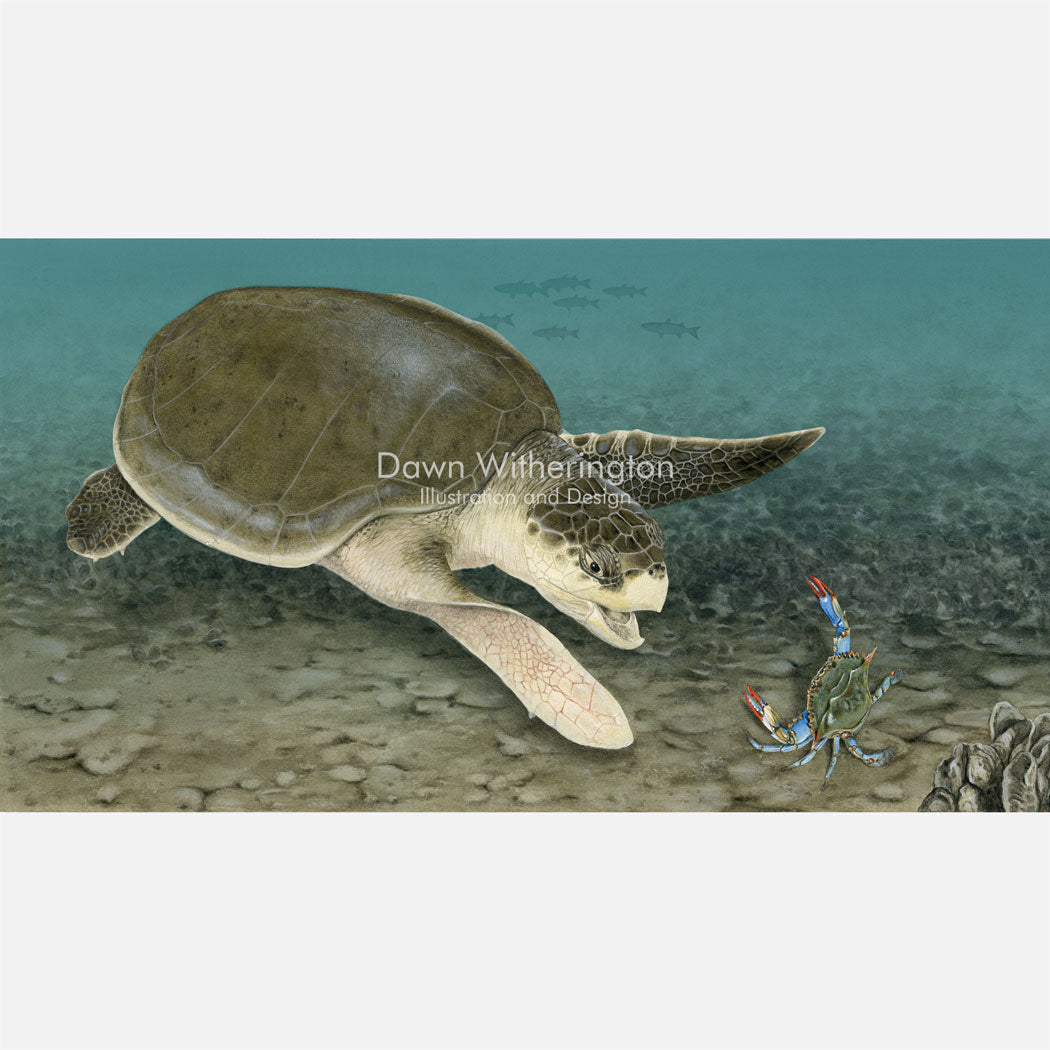 Kemp's Ridley Sea Turtle Approaching a Blue Crab