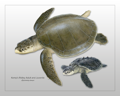 Kemp's Ridley Sea Turtle Adult and Juvenile Print