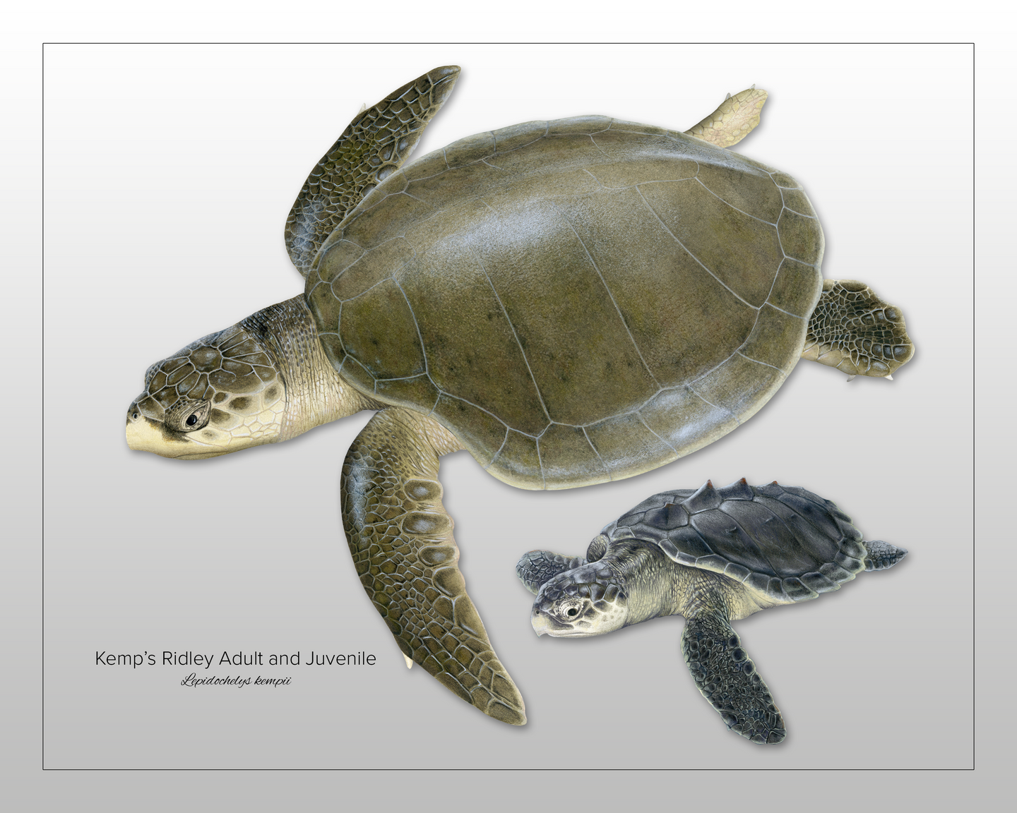 Kemp's Ridley Sea Turtle Adult and Juvenile Print – drawnbydawn