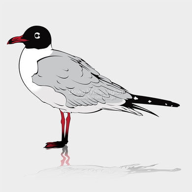 Laughing Gull