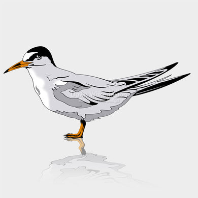 Least Tern