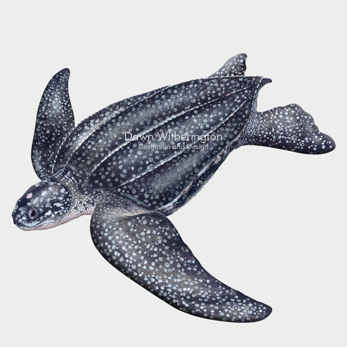 Leatherback Sea Turtle Adult