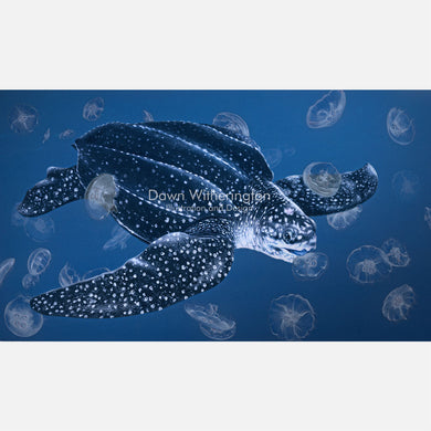 Leatherback Sea Turtle Foraging on Moon Jellies