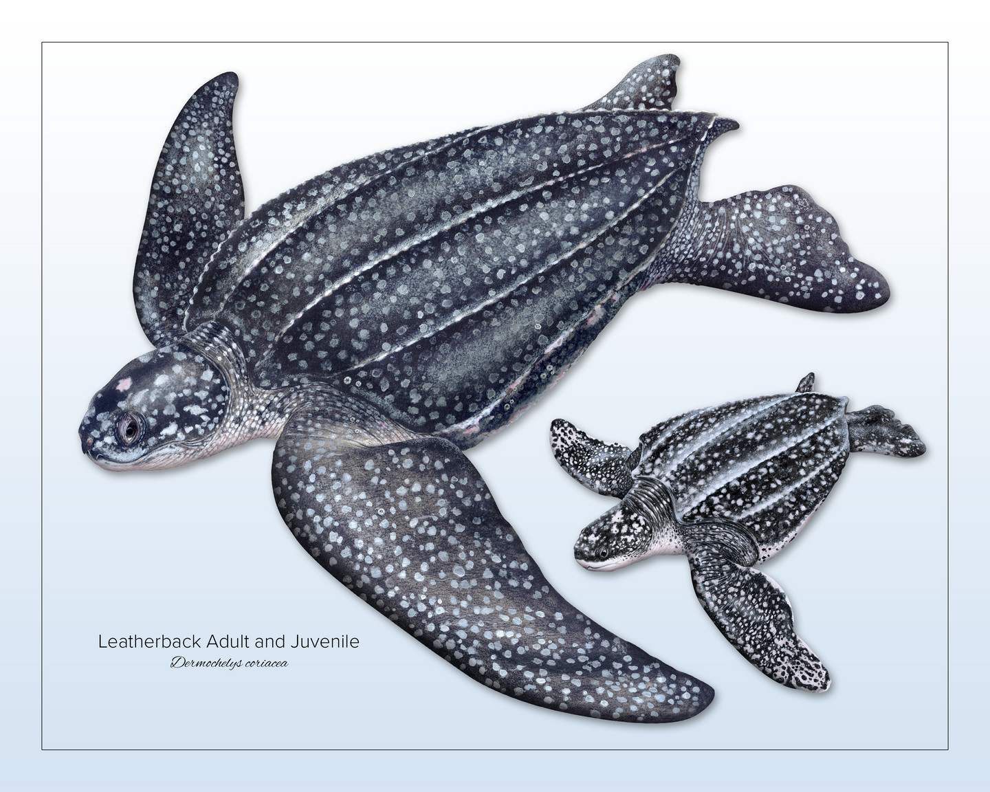 Leatherback Sea Turtle Adult and Juvenile Print