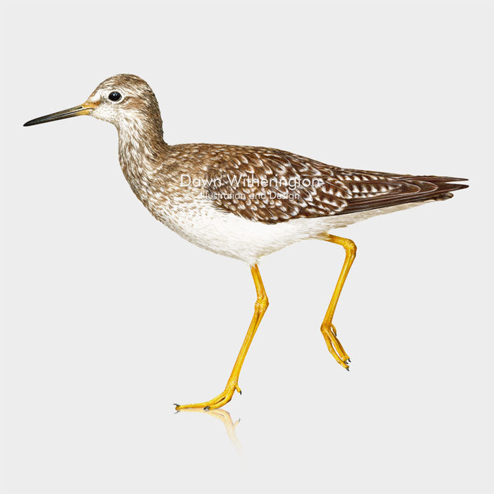 Lesser Yellowlegs