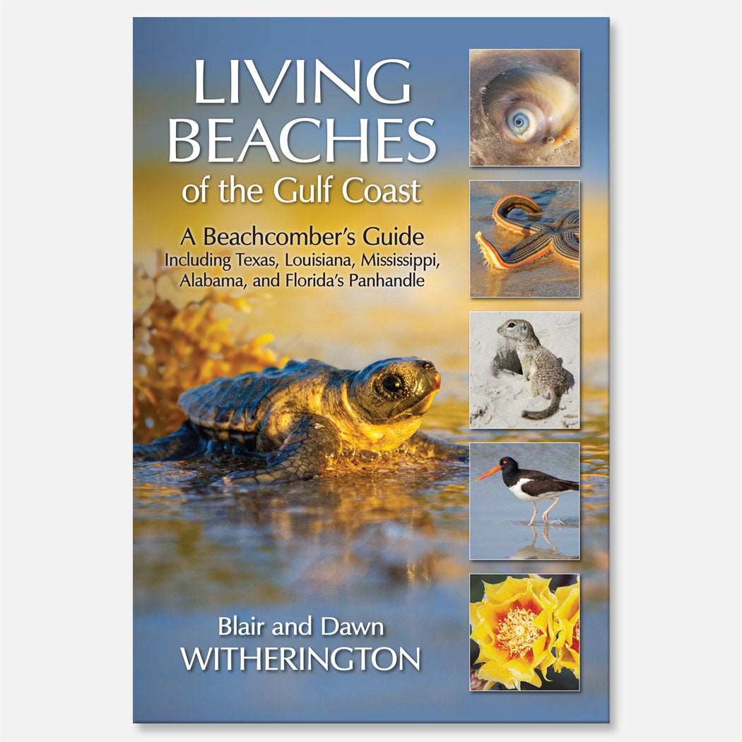 Living Beaches of the Gulf Coast by Blair and Dawn Witherington