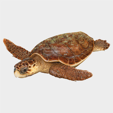 Loggerhead Sea Turtle Adult