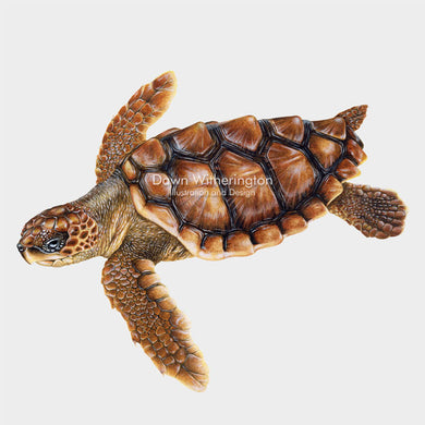 Loggerhead Sea Turtle Juvenile