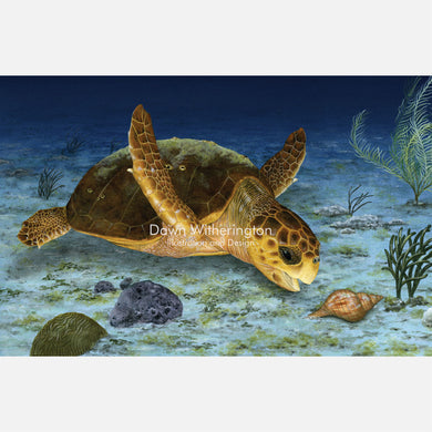 Loggerhead Sea Turtle and Tulip Snail