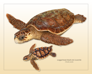 Loggerhead Adult and Juvenile Print