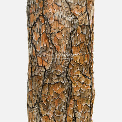 Longleaf Pine Bark