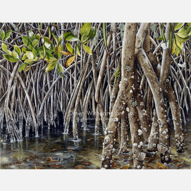 Red Mangrove Prop Roots