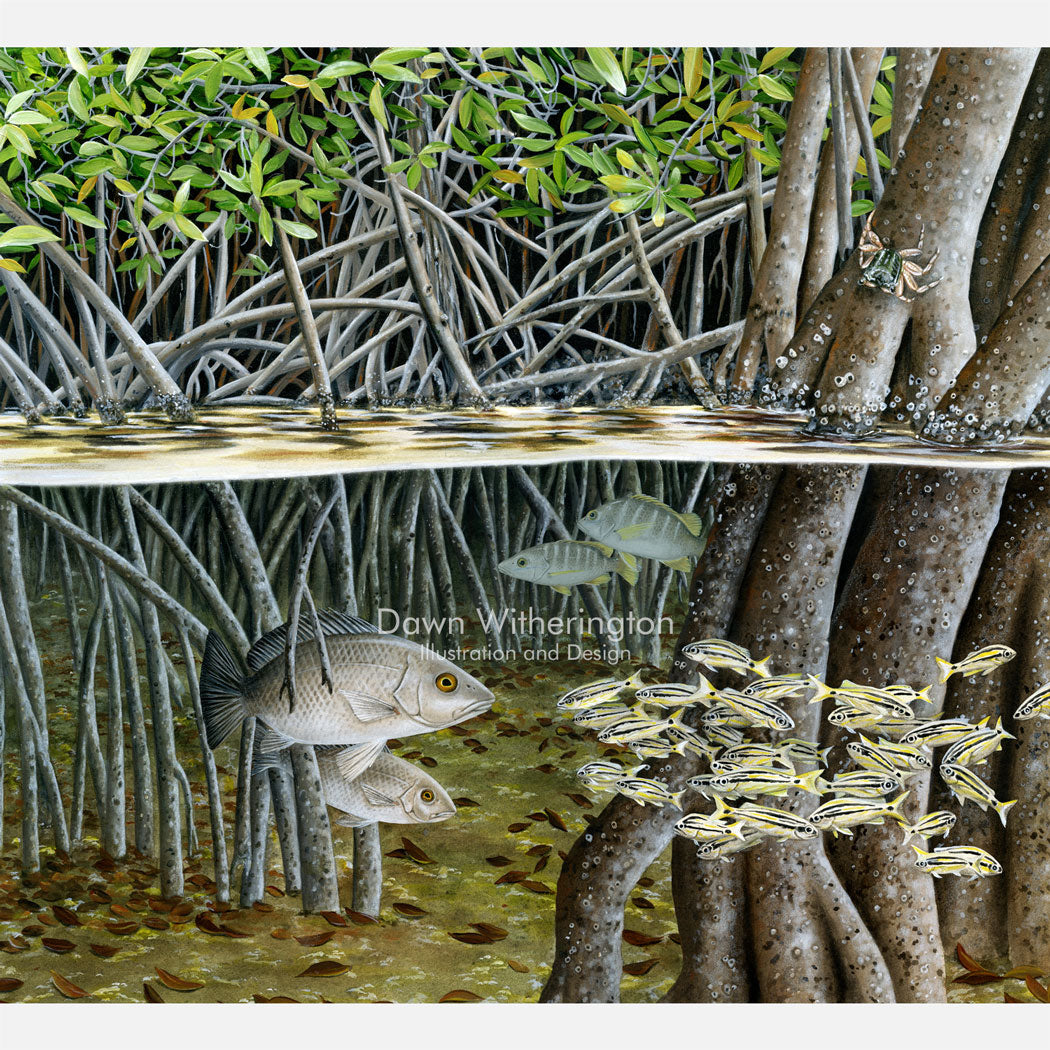 Florida Fish Species Among Red Mangrove Prop Roots