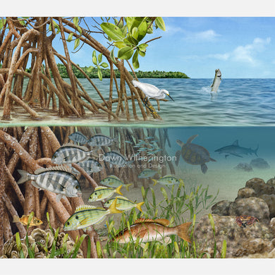 Red Mangrove Habitat