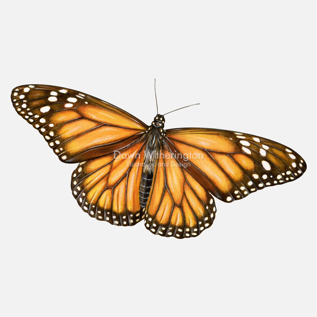 Monarch Butterfly