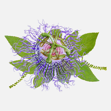 Purple Passionflower