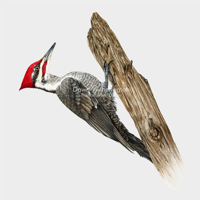 Pileated Woodpecker