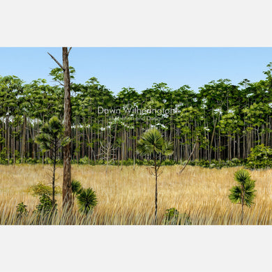 Florida Pine Flatwoods