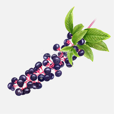 Pokeweed