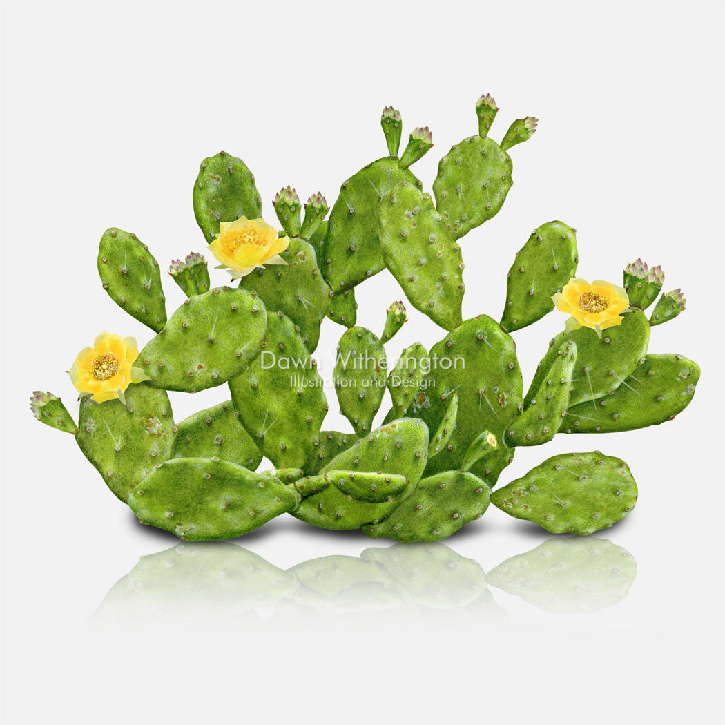 prickly pear cactus anatomy Eastern Prickly Pear Cactus (Devil's Tongue) – drawnbydawn