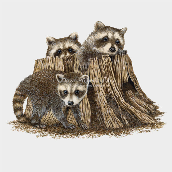 Northern Raccoon Kits